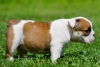 Active English bulldog puppies for a lovely home